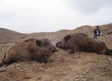 شیوع عجیب گرازخوری در برخی مناطق ایران! | شکارچی: رستوران‌ها از ما گوشت گراز می‌خرند / در باغ‌ها و مزارع فقط گراز شکار می‌کنیم!