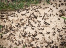 حمله ملخ‌ها به نهبندان/ جهاد کشاورزی خراسان جنوبی: منتظر اعتبارات برای کاهش خسارت هستیم