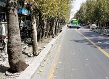 سقوط درخت بر روی موتورسیکلت سوار در خیابان ولی‌عصر(عج)/ بابایی: شهروندان هشدار داده بودند اما شهرداری توجه نکرد