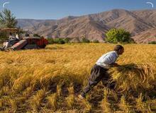 درخواست تاسیس شورای عالی امنیت غذا