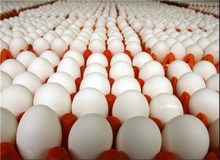 واردات 20 هزار تن تخم مرغ برای تنظیم بازار
