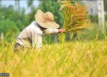 به زودی برنج تایلندی به جای برنج هندی وارد بازار می شودذ 