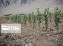 کاشت نهال به یاد قربانیان کرونا در گیلان/ تصاویر
