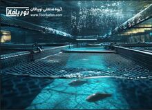چگونه از رشد میکروب‌های مضر روی تور قفس پرورش ماهی جلوگیری کنیم؟