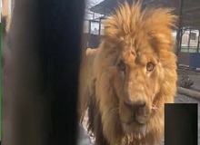 معاون محیط زیست: شیر باغ وحش مشهد به بیماری مبتلا شده است