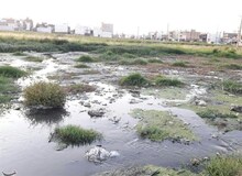 کشت برنج با طعم فاضلاب در دورود؛ ماجرا ‌چیست؟+ تصاویر