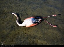 مرگ بیش از ۲۰۰۰ پرنده مهاجر در میانکاله/چرا در این تالاب سم بوتولیسم تولید می‌شود؟