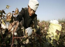 آمریکا واردات پنبه و گوجه فرنگی از سین‌کیانگ چین را به دلیل آزار مسلمانان ممنوع کرد