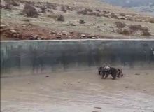 فیلم‌/نجات خرس ماده و توله های گرفتار شده اش در کرمانشاه