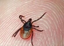 مرگ یک زن به دلیل ابتلا به تب کریمه کنگو در کرمان
