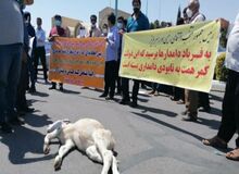 تجمع دامداران معترض در مشهد، کرمان و شیراز+فیلم 