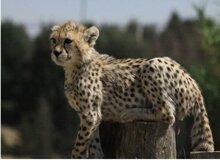 پیروز چالش سرمای تهران را چگونه تحمل می کند؟