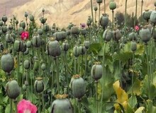  بازگشت ایران به کشت قانونی خشخاش برای تأمین مواد اولیه دارویی ضروری است 