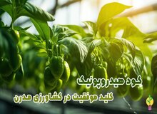 بهترین کود هیدروپونیک گیاهان آپارتمانی