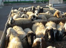 ۲۰ میلیون راس دام روی دست دامداران ماند/ رئیس شورای تامین دام کشور: دولت می خواهد دامداران را از صادرات محروم کرده و خودش صادر کننده شود