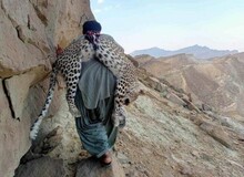 شکار یک پلنگ ایرانی در پاکستان +تصویر