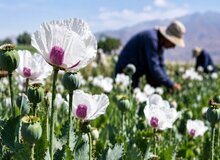 کشت مجدد شقایق‌ الیفرا بعد از۲۰ سال در ایران/ گردش مالی ده‌ها میلیارد دلاری بازار مواد مخدر
