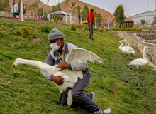 هزاران پرنده در باغ پرندگان قم به دلیل ابتلا به آنفلوآنزای فوق حاد کُشته شدند
