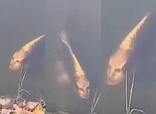 ماهی عجیب صورت انسانی!+فیلم 