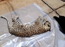 تلف‌شدن پلنگ ایرانی بر اثر شلیک گلوله 