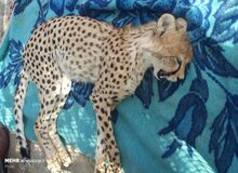 نماینده مجلس: تلف شدن ۱۰ یوز توران تنها در یکسال بسیار نگران کننده است