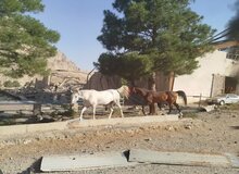 حمله اسرائیل به ۲ اصطبل پرورش اسب در کرمانشاه