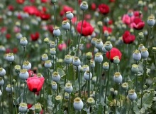 تصویب کشت گل خشخاش (شقایق الیفرا) برای تأمین مواد مخدر دارویی کشور