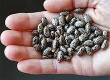 سم رایسین چیست؟/ این «روغن کرچک» چگونه قرار بود ترامپ و باراک اوباما را بُکشد؟!