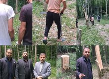  قطع ۶۴ درخت در ساری به دلیل انتقام‌جویی شخصی!