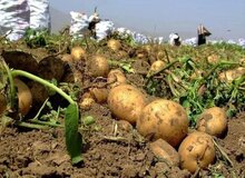 صنایع تبدیلی ضایعات را به ثروت تبدیل می‌کند