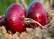 دلیل افزایش قیمت پیاز مشخص شد